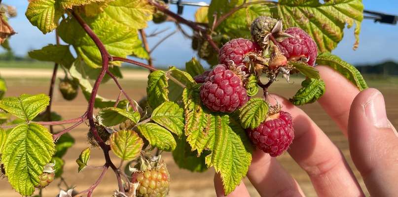 framboises