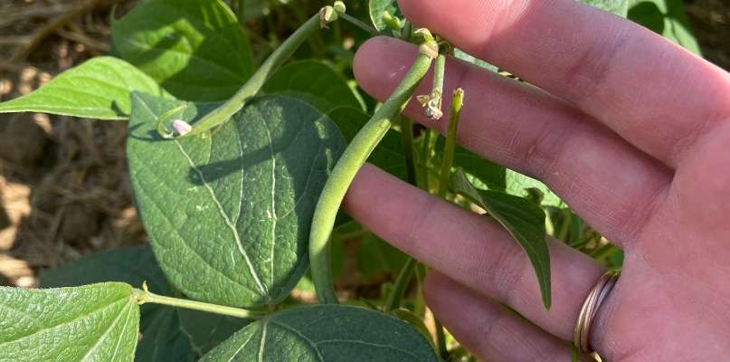 haricots verts